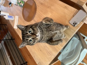 Photo of Nori
