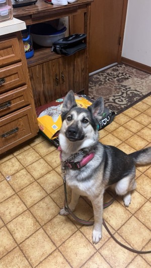Photo of Goose