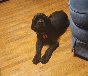 Photo of Harper
