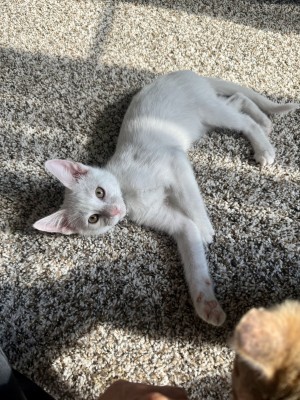 Photo of Echo