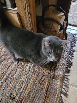 Photo of Gray