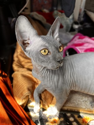 Photo of Nuni