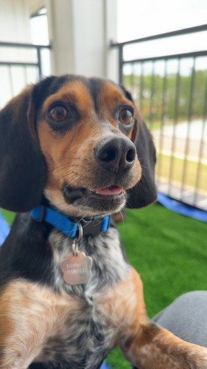 Photo of Dudley