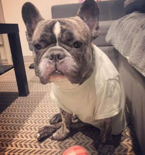 Photo of Dachi