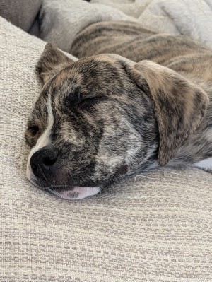 Photo of Simba