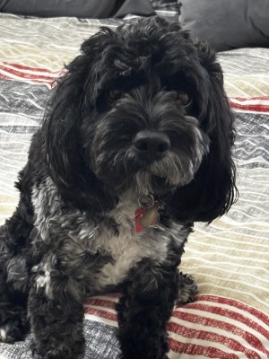 Photo of Hondo