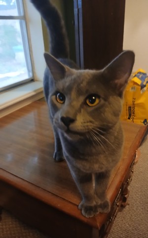 Photo of Grayson