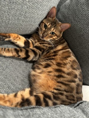 Photo of Amber