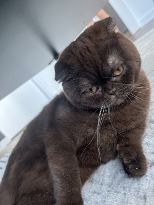 Photo of Rue