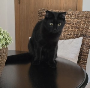 Photo of JUNO