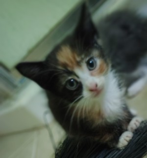 Photo of Cali