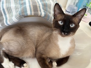 Photo of Rowdy