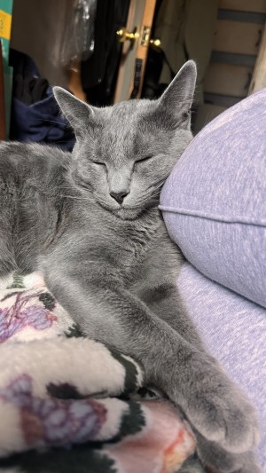 Photo of Shadow