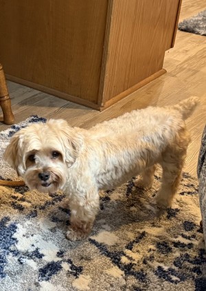 Photo of Loki