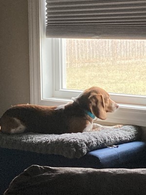 Photo of Daisy