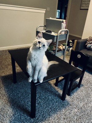 Photo of Silvie