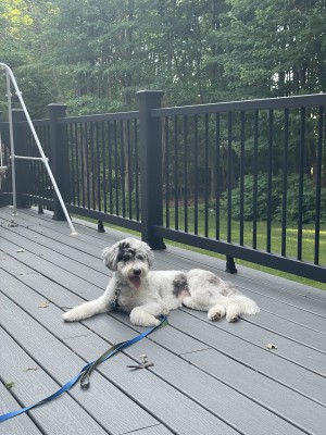 Photo of Daisy