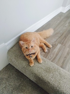 Photo of Luna