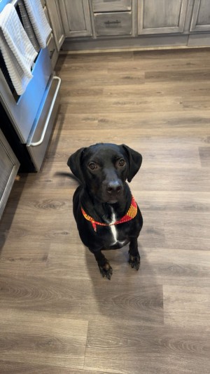 Photo of Auggie