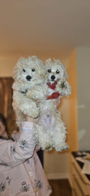 Photo of Puppy #1 , Puppy #2
