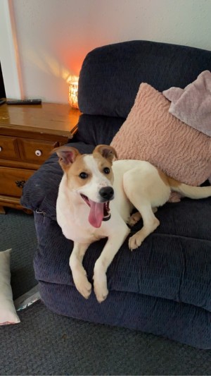 Photo of Nala