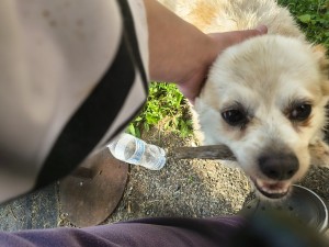 Photo of Juju