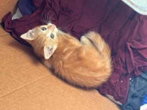 Photo of Skittles