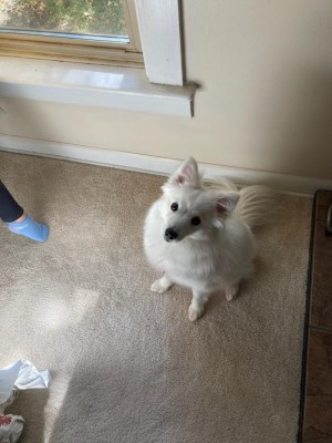 Photo of Poppy