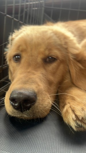 Photo of Lucky