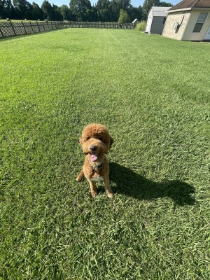 Photo of Teddy