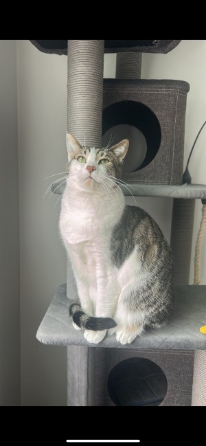 Photo of Kitty