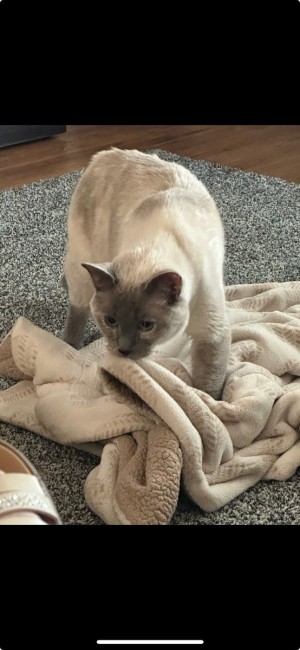 Photo of Clementine