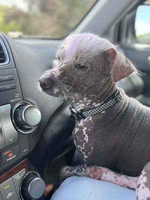 Photo of Roo