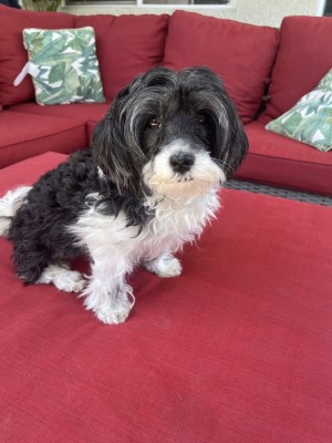 Photo of Juju