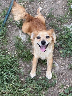 Photo of Honey