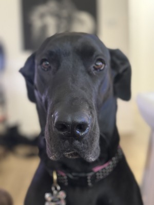 Photo of Cali