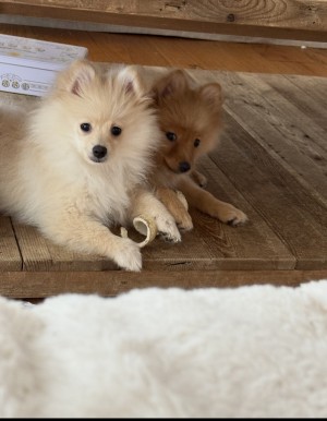 Photo of Wolfy