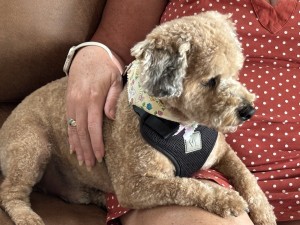 Photo of Brody