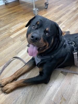 Photo of Odin