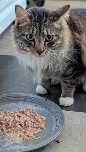 Photo of Baby Cat