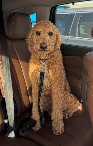 Photo of Cooper
