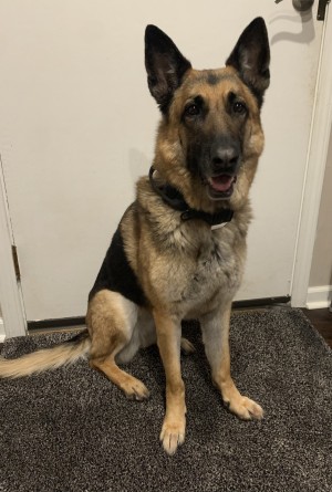 Photo of Moosie