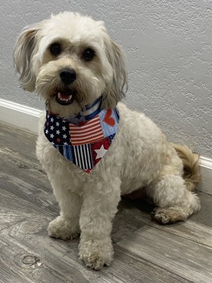 Photo of Buttercup
