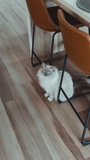 Photo of Mango