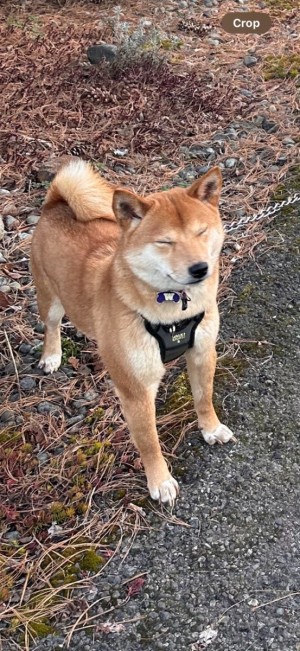 Photo of Sierra