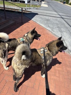 Photo of Koda