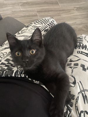 Photo of Jinx