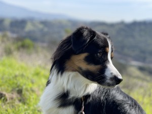Photo of Bruno