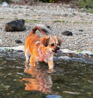 Photo of Nala