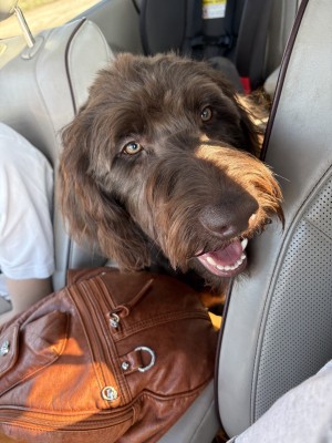 Photo of Duke
